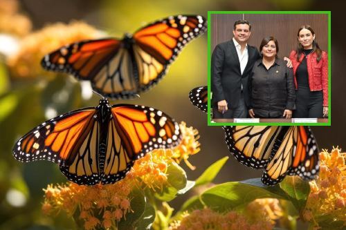 Buscan diputados proteger entornos de paso de la mariposa monarca en Edomex